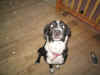barkley.jpg (214201 bytes)