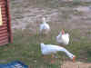 geese.jpg (283508 bytes)
